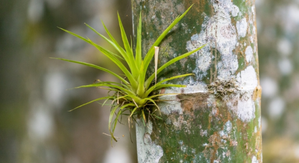 Tumbuhan Epifit Menempel pada Pohon
